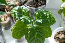 It grows in the countries like netherlands, france, and england. How To Grow Spinach Indoors Top Tips For Success