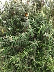 Image result for Lobelia blantyrensis