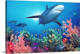 Check spelling or type a new query. Low Angle View Of A Shark Swimming Underwater Indo Pacific Ocean Wall Art Canvas Prints Framed Prints Wall Peels Great Big Canvas