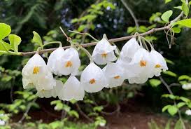 Image result for Halesia
