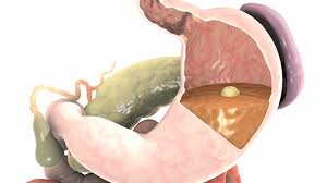 Image result for digestion