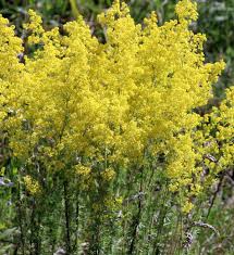 Image result for Galium verum