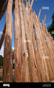 Image result for Androstachys johnsonii