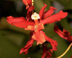 Pin On Flowers
