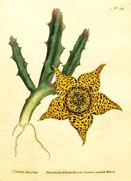 Image result for Xysmalobium sessile