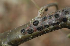 Check spelling or type a new query. Hazelnut Corylus Avellana Eastern Filbert Blight Pacific Northwest Pest Management Handbooks