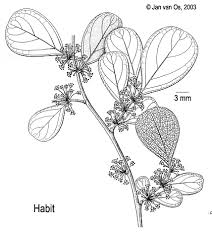 Image result for Flueggea