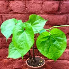Image result for Tinospora tenera