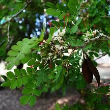 Image result for Albizia petersiana