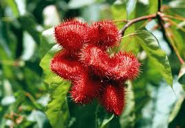 Image result for Bixa orellana