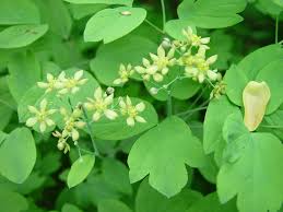 Image result for Blue Cohosh