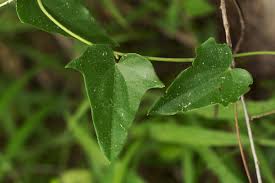 Image result for Cocculus hirsutus