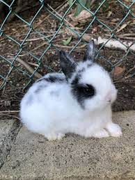 Quality exhibition bred miniature lops and netherland dwarfs. Netherland Dwarf Bunnies For Sale