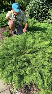 Image result for Rytigynia decussata