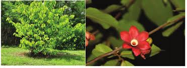 Image result for Uvaria