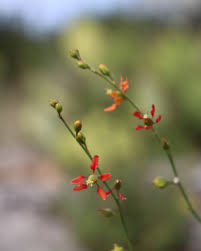 Image result for Hermannia floribunda