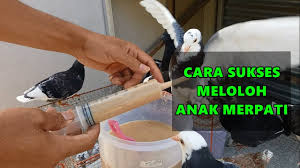 Perkutut bisa dibilang memiliki kebutuhan yang sama seperti makanan burung merpati karena punya hubungan kekerabatan dekat, yakni berasal dari famili columbidae. Cara Meloloh Anakan Merpati Cara Sepet Anak Merpati Youtube