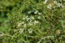 Image result for Pimpinella afra