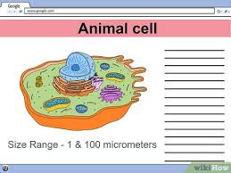 Maybe you would like to learn more about one of these? 4 Ways To Make A Model Cell Wikihow