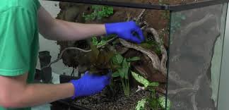 Guided tour of this stunning paludarium. Maintaining Your Vivarium Josh S Frogs How To Guides