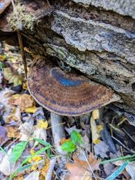 Image result for Ischnoderma resinosum