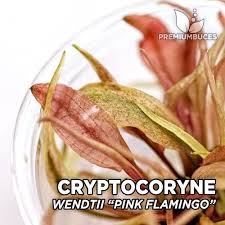 Click here to be notified by email when cryptocoryne flamingo becomes available. Cryptocoryne Wendtii Pink Flamingo Premium Buces