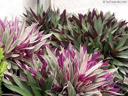 Pin On Garden Tips Landscapes