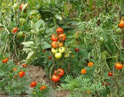 Ende april / anfang mai ist ein guter zeitpunkt, wer auf nummer sicher gehen möchte, pflanzt erst nach den eisheiligen aus. Tomaten Godenrother Garten