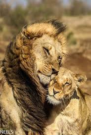 How Beautiful And Cute The Love Of Animals Is Lion Lioness Naturescouple Couple Nature Beautiful King Queen Kingqueen Love Animals Lion Love Lions