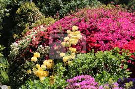 Die meisten eignen sich nicht für sehr kleine gärten, da sie. Schone Bunte Azalee Busche Im Garten Leinwandbilder Bilder Zierpflanze Whitsunday Topfpflanzen Myloview De