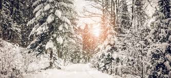 Winter, for example, poses a critical challenge for animals who stay put rather than migrate to warmer climes. A Long Winter S Nap How Deciduous And Evergreen Trees Survive The Winter Premier Tree Solutions