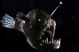 Lantern Fish Rare Fish Deep Sea Creatures Rare Animals