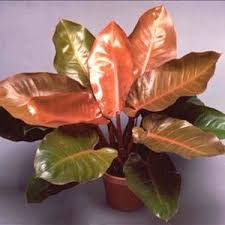 Philodendron Prince Of Orange Purple Plants Philodendron Orange Plant