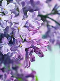 Florence Elizabeth Firestine Obituary November 24, 2015