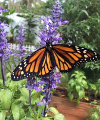 So, these were the best full sun plants that thrive in the summer season. Perennial Flowers That Show Off For Years Signals Az