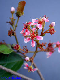 Image result for Heteropterys