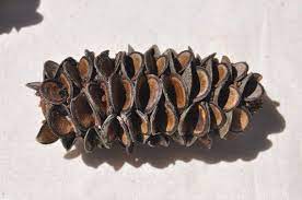 1 Banksia Pod Banksia Cones For Decorations Unique Decor Etsy Pods Australia Crafts Unique Decor