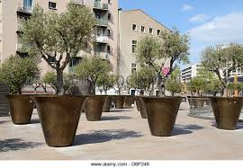Olive Tree Pot Stock Photos Olive Tree Pot Stock Images Olive Garden To Go Potted Trees Plants