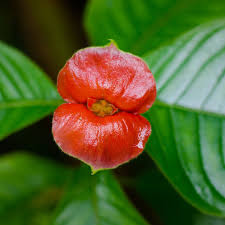 Image result for Psychotria pumila