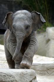 Maybe you would like to learn more about one of these? Cute Elephant Quotes Quotesgram