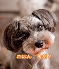Pin By Erica Grant On Lacey Schnauzer Grooming Schnauzer Puppy Dog Grooming