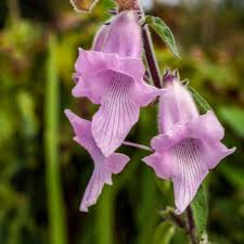 Image result for Ceratotheca integribracteata