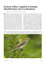 Where do yellow wagtails nest in the summer? Pdf Eastern Yellow Wagtails In Europe Identification And Vocalisations