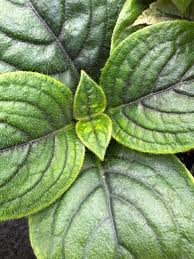 Image result for Gardenia subacaulis