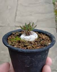 Image result for Ceropegia conrathii