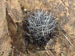 Image result for Tinnea eriocalyx