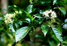 Image result for Craterispermum schweinfurthii