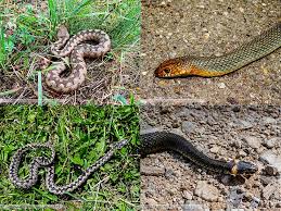 Maybe you would like to learn more about one of these? Cum Recunosti Serpii Veninosi Animale Aventura In Romania