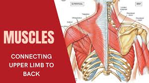 Maybe you would like to learn more about one of these? Muscles Connecting Upper Limb To Back Gross Anatomy Upper Limb Anatomy Made Easy Youtube
