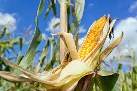 You can see how to get to huron market food inc on our website. Foods Tools Of The Huron Tribe